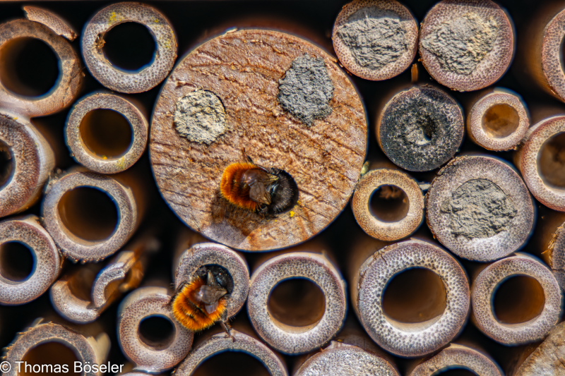 2024_Wildhummeln-IMG_5472-Verbessert-RR