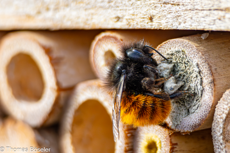 2024_Wildhummeln-IMG_5503-Verbessert-RR