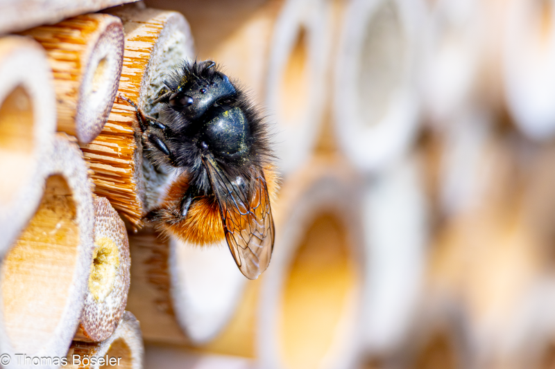 2024_Wildhummeln-IMG_5505-Verbessert-RR