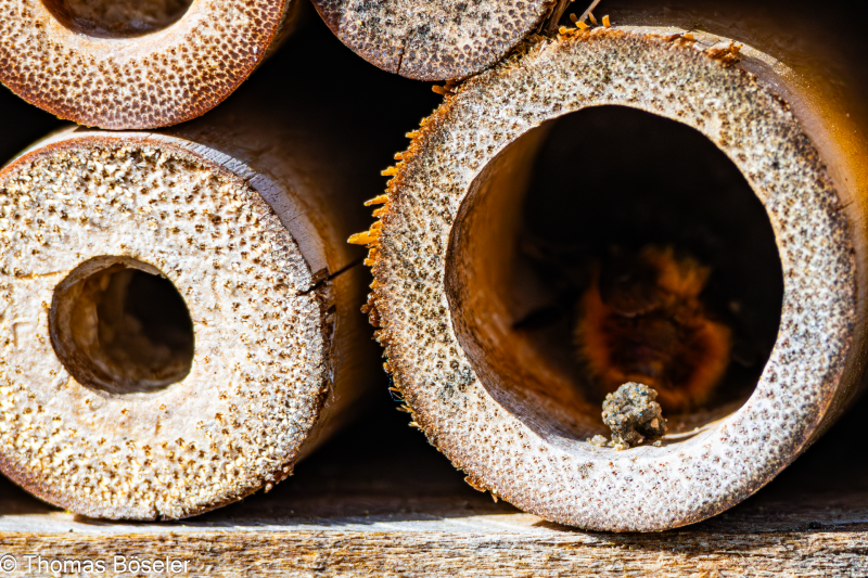 2024_Wildhummeln-IMG_5510-Verbessert-RR