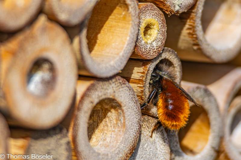 2024_Wildhummeln-IMG_5524-Verbessert-RR