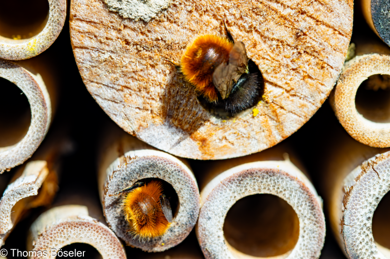 2024_Wildhummeln-IMG_7750-Verbessert-RR