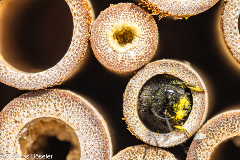 2024_Wildhummeln-IMG_7762-Verbessert-RR