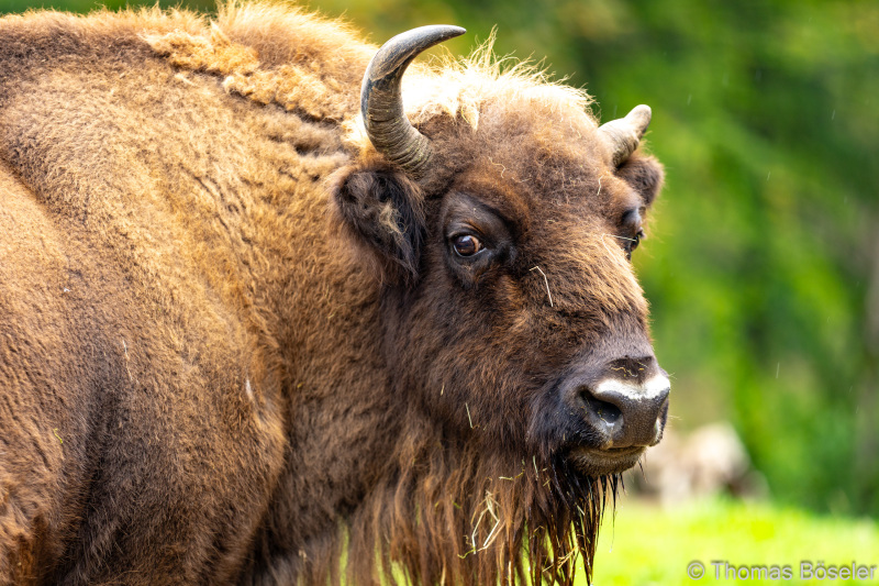 CThomasBoeseler-R6_10026-Fell26-3000