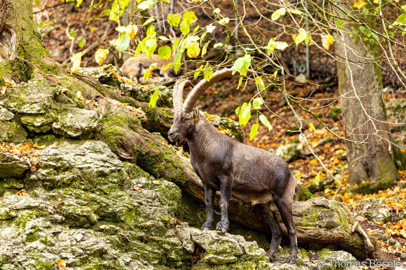 CThomasBoeseler-R6_10063-Fell26-3000