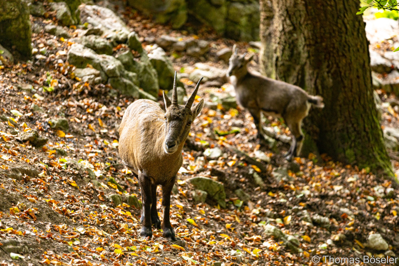 CThomasBoeseler-R6_10070-Fell26-3000