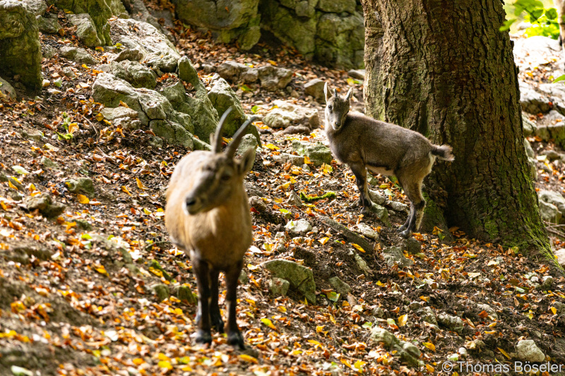 CThomasBoeseler-R6_10072-Fell26-3000