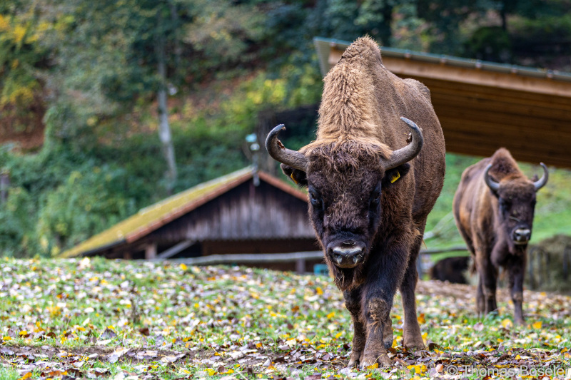 CThomasBoeseler-R6_10089-Fell26-3000