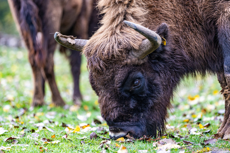 CThomasBoeseler-R6_10097-Fell26-3000