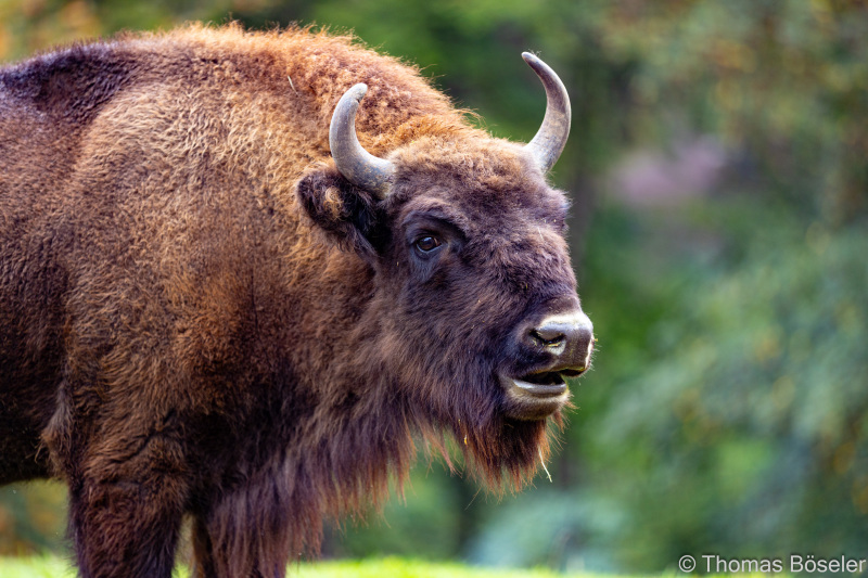 CThomasBoeseler-R6_10101-Fell26-3000