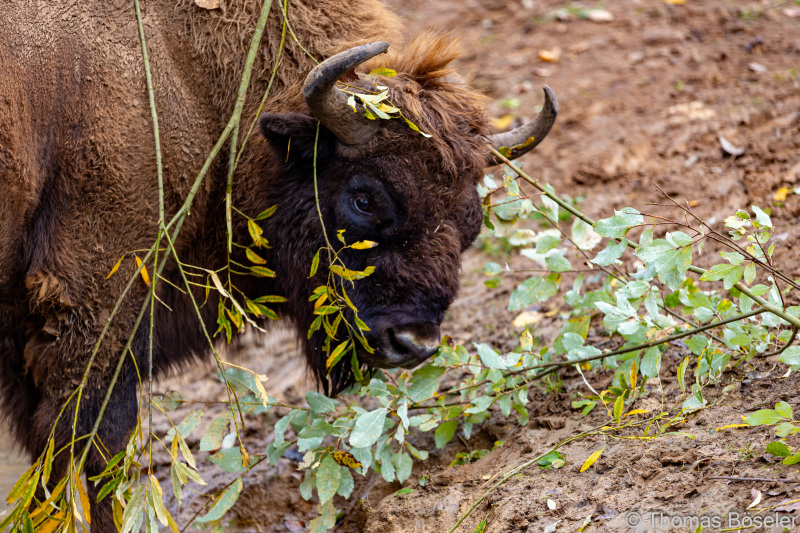 CThomasBoeseler-R6_10114-Fell26-3000