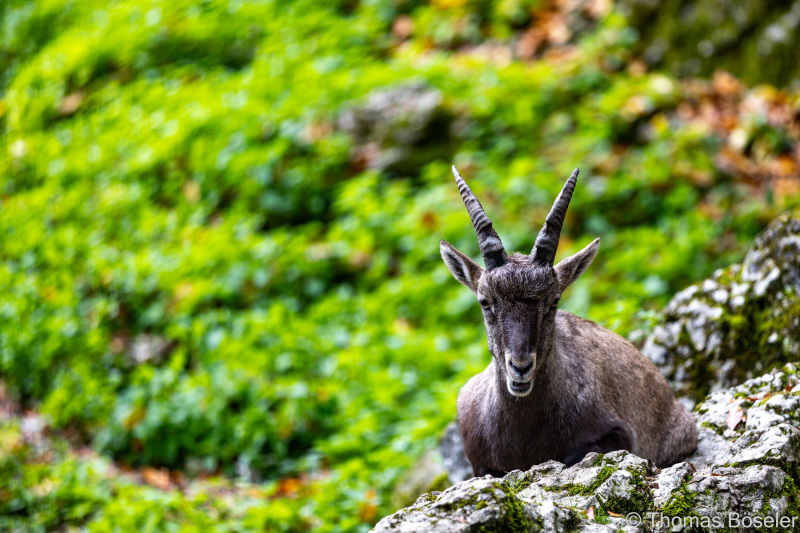 CThomasBoeseler-R6_10123-Fell26-3000