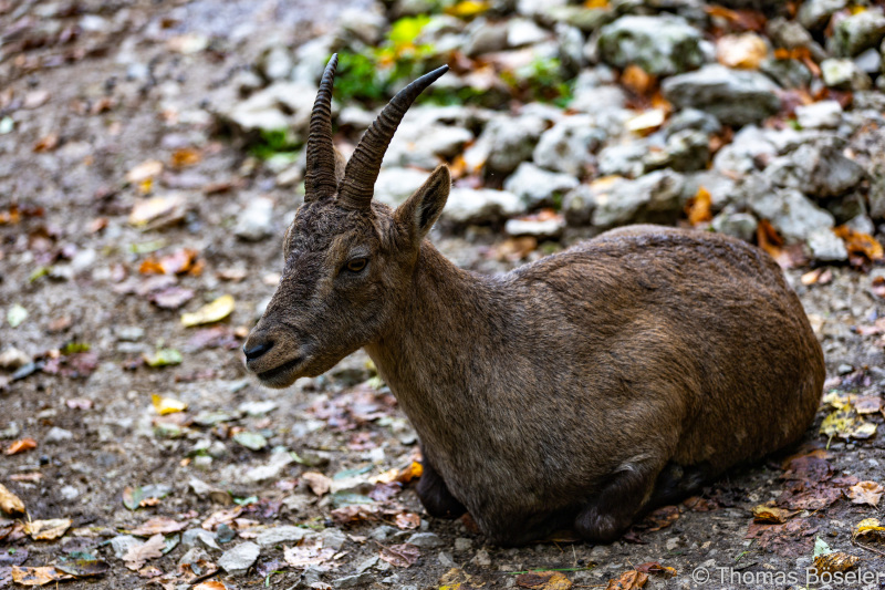CThomasBoeseler-R6_10126-Fell26-3000