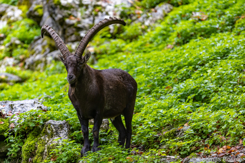 CThomasBoeseler-R6_10194-Fell26-3000