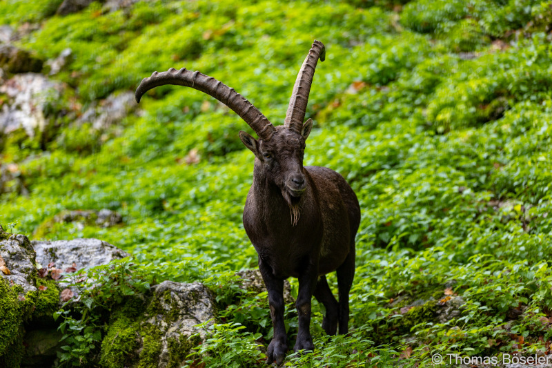 CThomasBoeseler-R6_10205-Fell26-3000