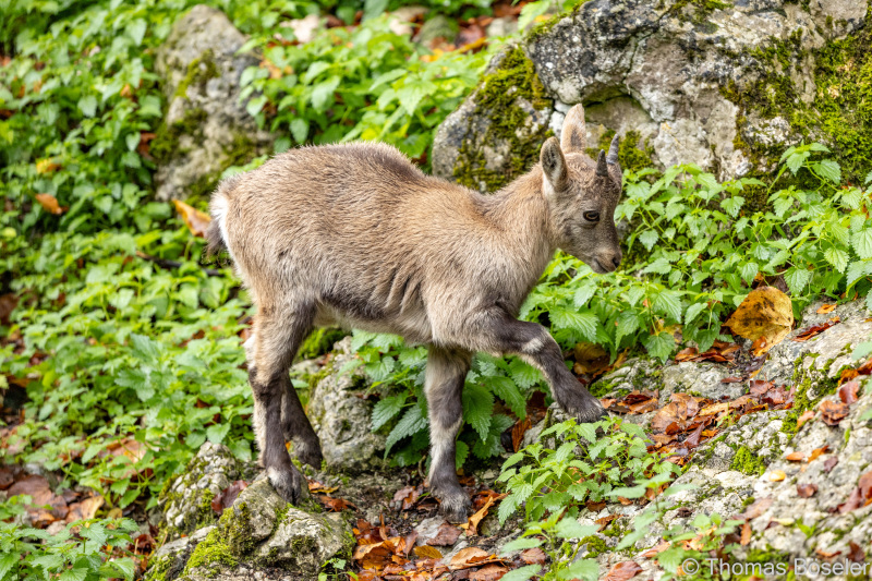 CThomasBoeseler-R6_10225-Fell26-3000