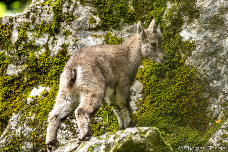 CThomasBoeseler-R6_10237-Fell26-3000