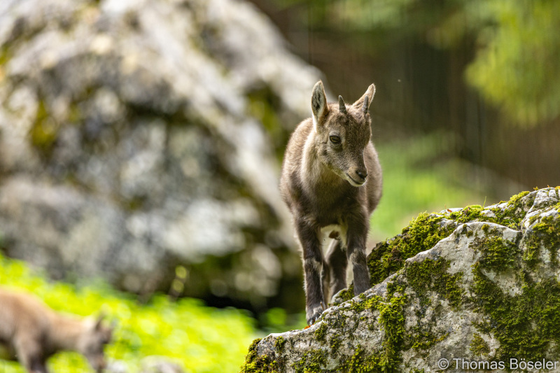 CThomasBoeseler-R6_10240-Fell26-3000
