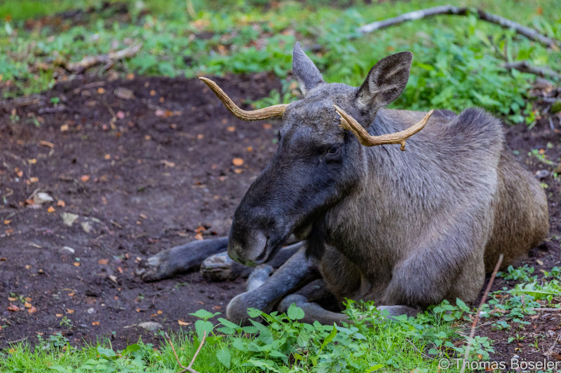 CThomasBoeseler-R6_10245-Fell26-3000