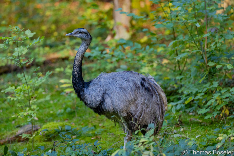 CThomasBoeseler-R6_10246-Fell26-3000