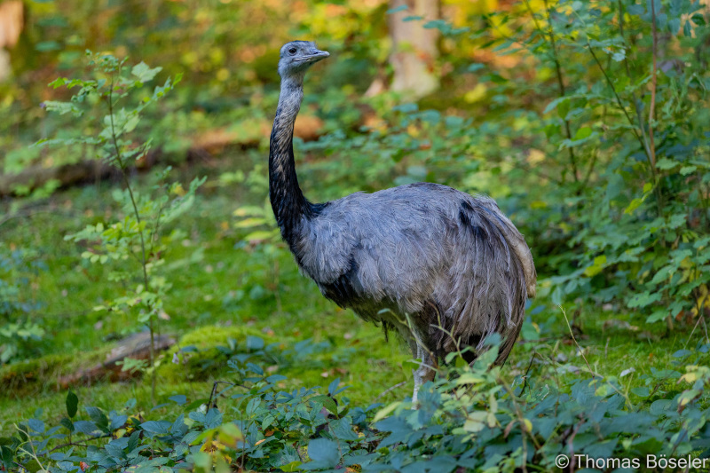 CThomasBoeseler-R6_10250-Fell26-3000