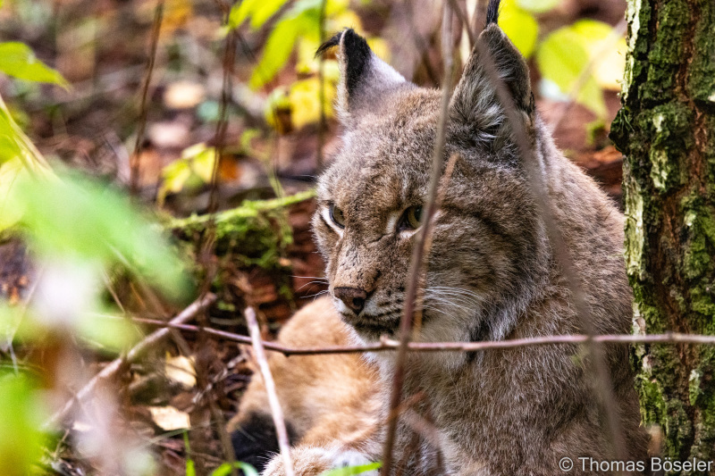 CThomasBoeseler-R7_10035-Fell26-3000