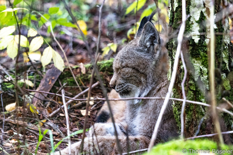 CThomasBoeseler-R7_10049-Fell26-3000