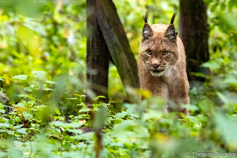 CThomasBoeseler-R7_10053-Fell26-3000