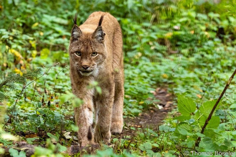 CThomasBoeseler-R7_10059-Fell26-3000