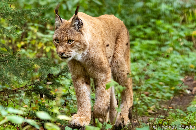 CThomasBoeseler-R7_10061-Fell26-3000