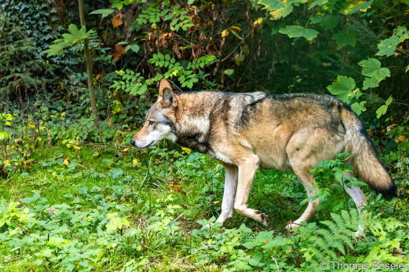 CThomasBoeseler-R7_10075-Fell26-3000