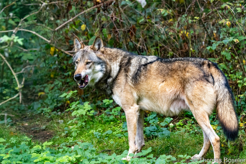 CThomasBoeseler-R7_10077-Fell26-3000