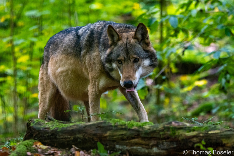 CThomasBoeseler-R7_10085-Fell26-3000