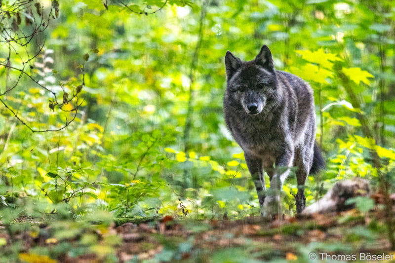 CThomasBoeseler-R7_10154-Fell26-3000