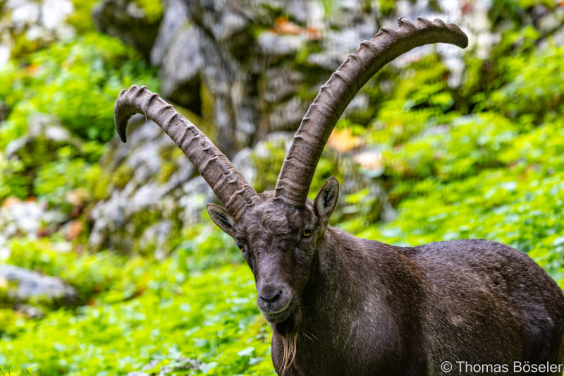 CThomasBoeseler-R7_10175-Fell26-3000