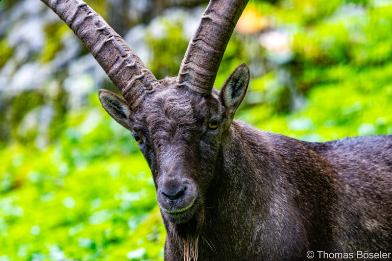 CThomasBoeseler-R7_10178-Fell26-3000