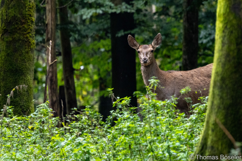 CThomasBoeseler-R7_10295-Fell26-3000