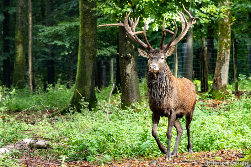 CThomasBoeseler-R7_10319-Fell26-3000