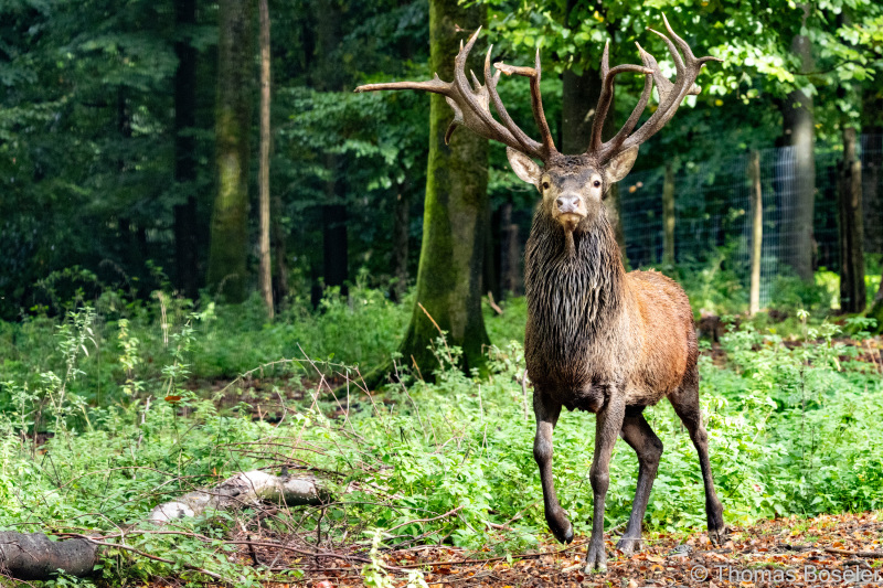 CThomasBoeseler-R7_10321-Fell26-3000