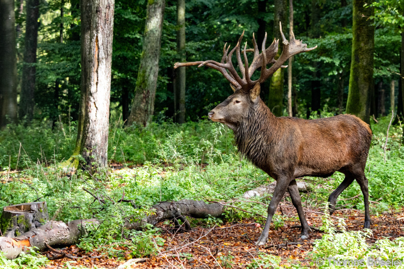 CThomasBoeseler-R7_10324-Fell26-3000