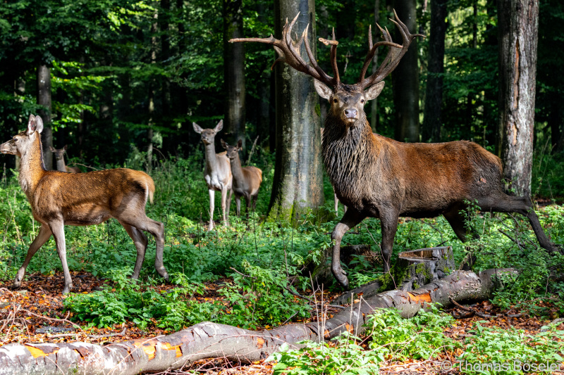 CThomasBoeseler-R7_10327-Fell26-3000
