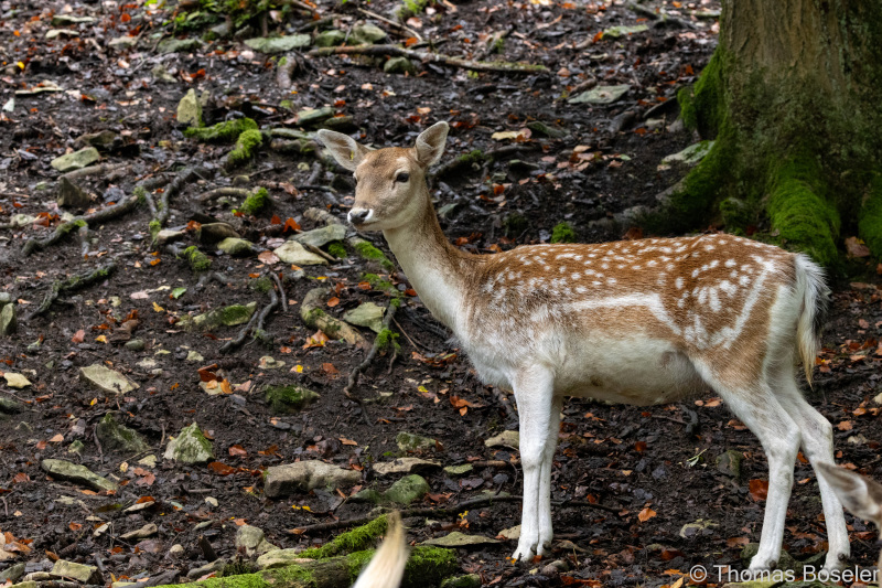 CThomasBoeseler-R7_10348-Fell26-3000