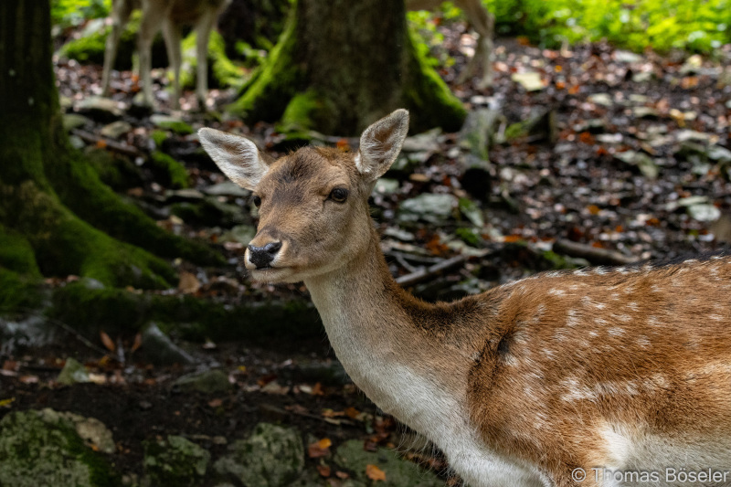 CThomasBoeseler-R7_10349-Fell26-3000