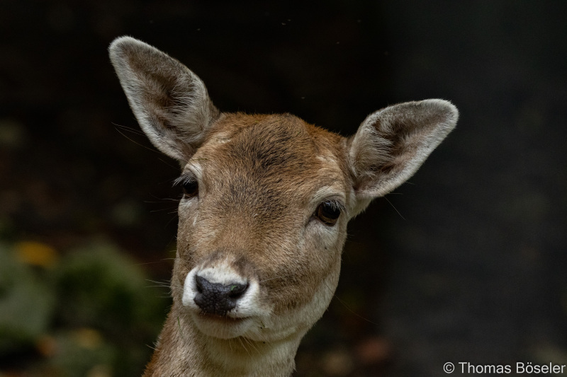 CThomasBoeseler-R7_10356-Fell26-3000