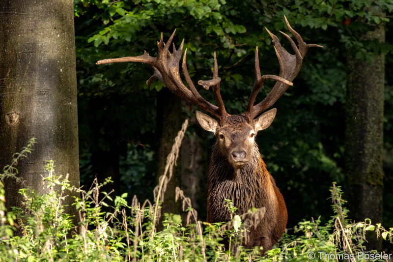 CThomasBoeseler-R7_10445-Fell26-3000