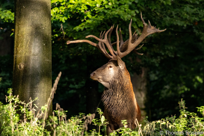 CThomasBoeseler-R7_10454-Fell26-3000