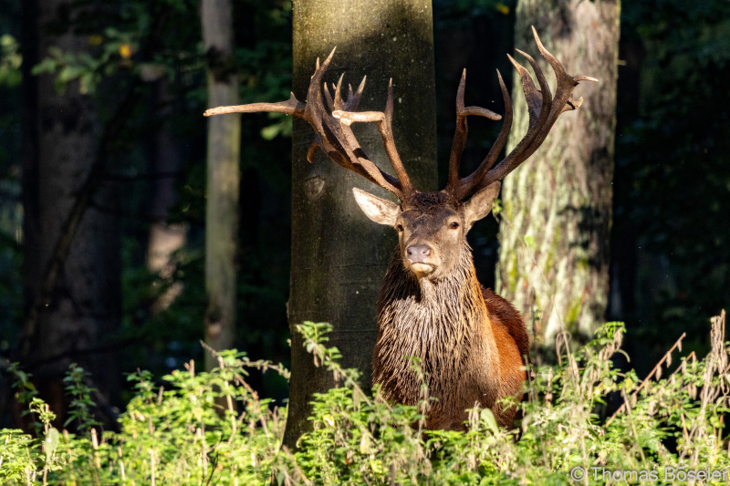 CThomasBoeseler-R7_10458-Fell26-3000