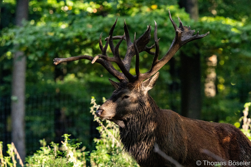 CThomasBoeseler-R7_10473-Fell26-3000