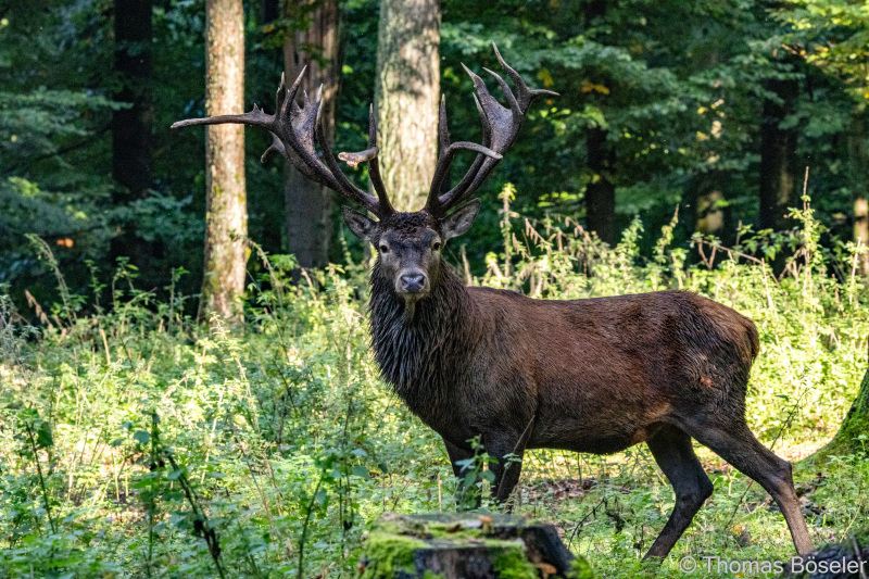 CThomasBoeseler-R7_10479-Fell26-3000