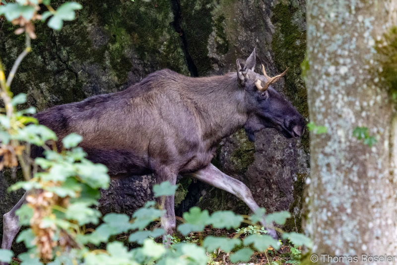 CThomasBoeseler-R7_19482-Fell26-3000
